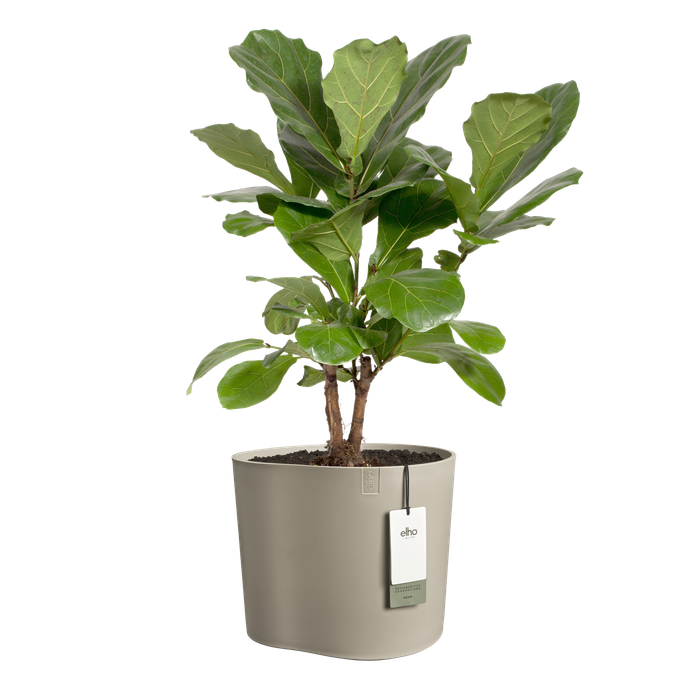 eden 35cm sanftes Taupe